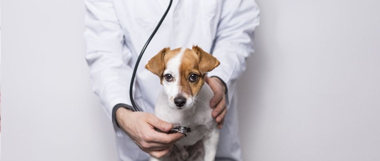 Maladies infectieuses du chien